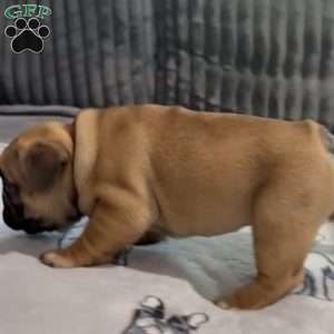 River, French Bulldog Puppy